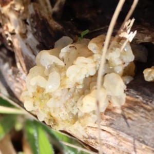 Tremella sp. at QPRC LGA - 17 May 2024