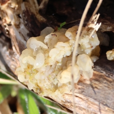 Unidentified Convoluted to brain-like [Brain jelly & look-alikes]  at Mongarlowe River - 17 May 2024 by LisaH