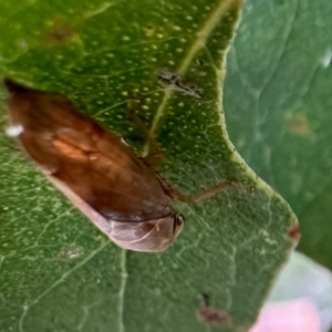 Eurymela sp. (genus) at Aranda, ACT - 15 May 2024