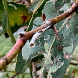 Machaerotinae sp. (family) at Aranda, ACT - 15 May 2024