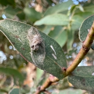 Glycaspis sp. (genus) at Aranda, ACT - 15 May 2024 by KMcCue