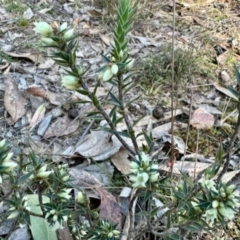 Melichrus urceolatus (Urn Heath) at Aranda Bushland - 15 May 2024 by KMcCue