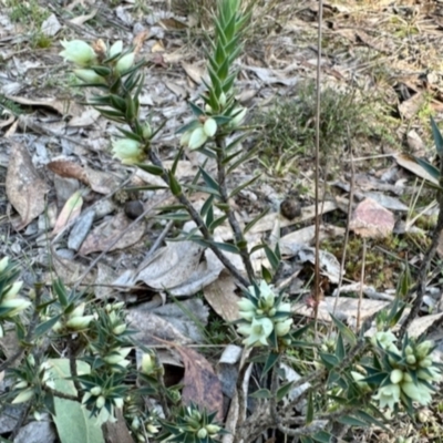 Melichrus urceolatus (Urn Heath) at Aranda Bushland - 15 May 2024 by KMcCue