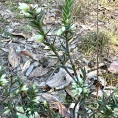 Melichrus urceolatus at Aranda Bushland - 15 May 2024
