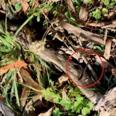 Unidentified Leech (Hirudinea) at Mongarlowe, NSW - 17 May 2024 by LisaH