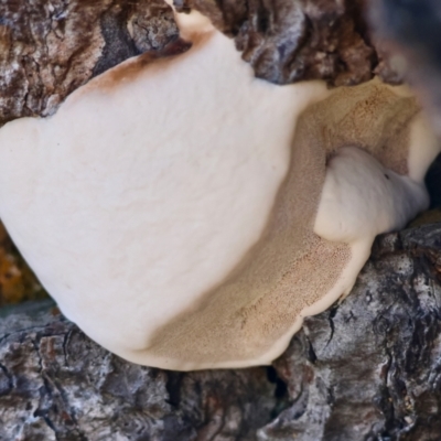 Unidentified Fungus at Mongarlowe, NSW - 17 May 2024 by LisaH