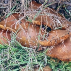 Unidentified Fungus at Mongarlowe River - 17 May 2024 by LisaH