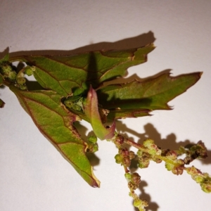 Chenopodium murale at Mount Majura - 17 May 2024 02:50 PM