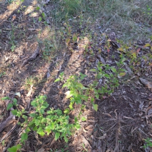 Chenopodium murale at Mount Majura - 17 May 2024 02:50 PM