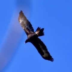Aquila audax (Wedge-tailed Eagle) at Mongarlowe, NSW - 17 May 2024 by LisaH