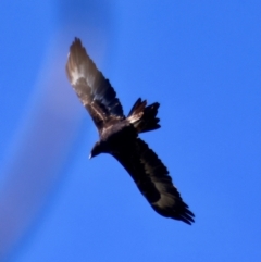 Aquila audax at Mongarlowe, NSW - 17 May 2024 by LisaH