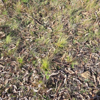 Nassella trichotoma (Serrated Tussock) at The Fair, Watson - 17 May 2024 by abread111