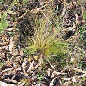 Nassella trichotoma at The Fair, Watson - 17 May 2024