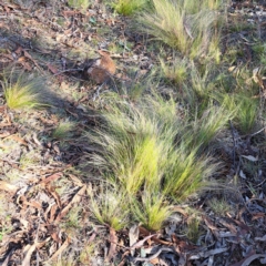 Nassella trichotoma (Serrated Tussock) at Mount Majura - 17 May 2024 by abread111