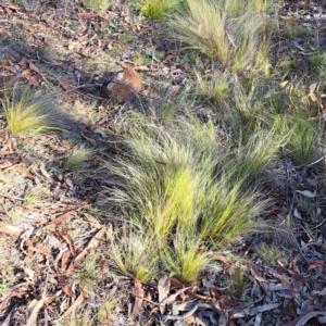 Nassella trichotoma at The Fair, Watson - 17 May 2024