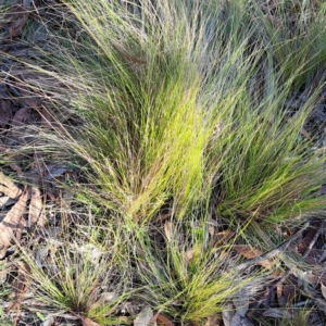 Nassella trichotoma at The Fair, Watson - 17 May 2024