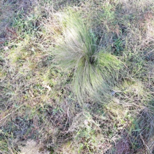 Nassella trichotoma at Mount Majura - 17 May 2024