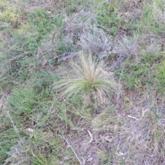 Nassella trichotoma (Serrated Tussock) at Mount Majura - 17 May 2024 by abread111