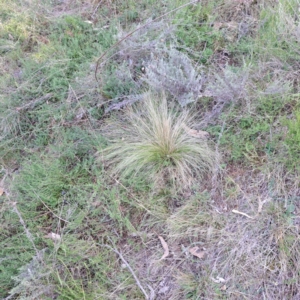 Nassella trichotoma at Mount Majura - 17 May 2024