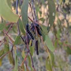 Unidentified at suppressed - 17 May 2024