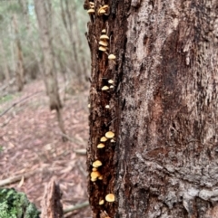 Unidentified Fungus at Moruya, NSW - 17 May 2024 by LisaH