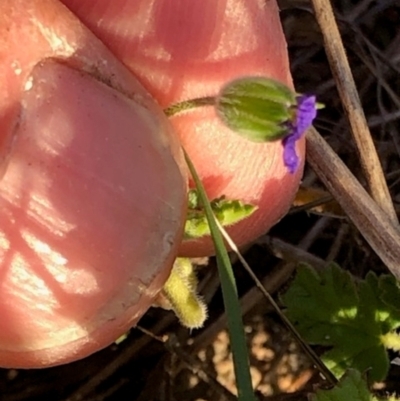 Erodium crinitum at Lyons, ACT - 17 May 2024 by GregC