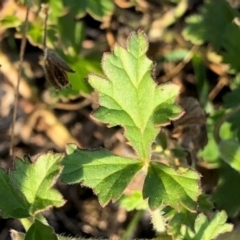 Erodium crinitum at Oakey Hill - 17 May 2024