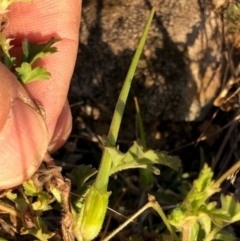 Erodium crinitum at Oakey Hill - 17 May 2024