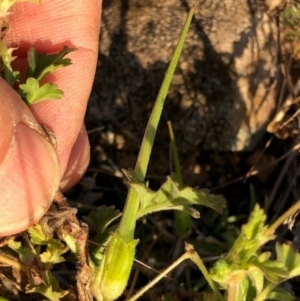 Erodium crinitum at Oakey Hill - 17 May 2024