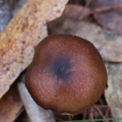 Unidentified Cap on a stem; gills below cap [mushrooms or mushroom-like] at Broulee Moruya Nature Observation Area - 17 May 2024 by LisaH