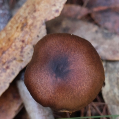 Unidentified Cap on a stem; gills below cap [mushrooms or mushroom-like] at Broulee Moruya Nature Observation Area - 17 May 2024 by LisaH