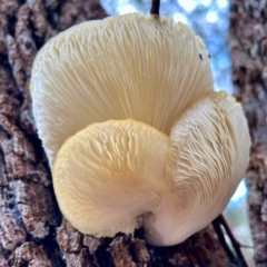 Omphalotus nidiformis (Ghost Fungus) at Broulee Moruya Nature Observation Area - 17 May 2024 by LisaH