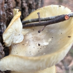 Omphalotus nidiformis at Broulee Moruya Nature Observation Area - 17 May 2024