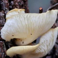 Omphalotus nidiformis at Broulee Moruya Nature Observation Area - 17 May 2024