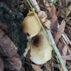 Omphalotus nidiformis at Broulee Moruya Nature Observation Area - 17 May 2024