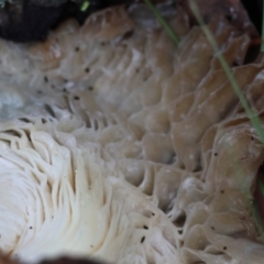 Omphalotus nidiformis at Broulee Moruya Nature Observation Area - 17 May 2024