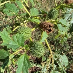 Datura stramonium at Watson, ACT - 15 May 2024 by mcosgrove