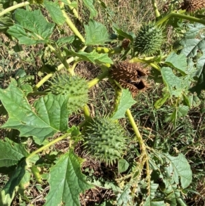 Datura stramonium at Watson, ACT - 15 May 2024 11:39 AM