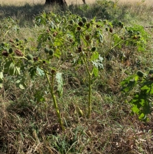 Datura stramonium at Watson, ACT - 15 May 2024