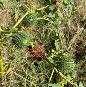 Datura stramonium at Watson, ACT - 15 May 2024 11:39 AM