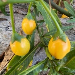 Solanum linearifolium (Kangaroo Apple) at Watson, ACT - 15 May 2024 by mcosgrove
