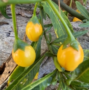 Solanum linearifolium (Kangaroo Apple) at Watson, ACT by mcosgrove