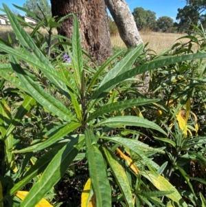 Solanum linearifolium at Watson, ACT - 15 May 2024 11:54 AM