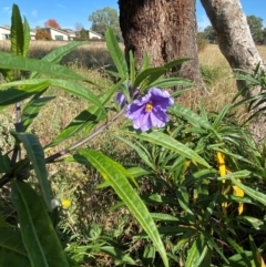 Solanum linearifolium at Watson, ACT - 15 May 2024