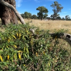 Solanum linearifolium at Watson, ACT - 15 May 2024 11:54 AM