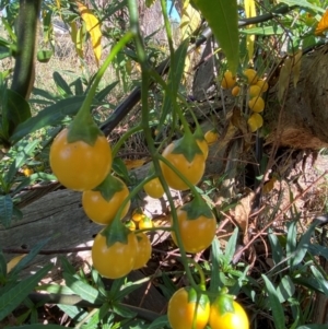 Solanum linearifolium at Watson, ACT - 15 May 2024
