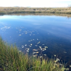 Ottelia ovalifolia subsp. ovalifolia (Swamp Lily) at Hume, ACT - 17 May 2024 by mcosgrove