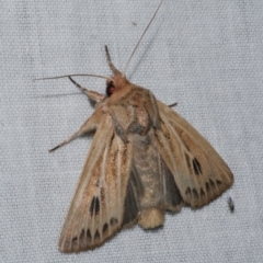 Hadenini (tribe) Sp. 1.(MoV, Part 9) (A Noctuid moth (Hadeninae)) at WendyM's farm at Freshwater Ck. - 25 Apr 2023 by WendyEM