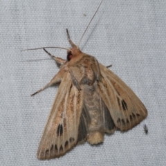 Hadenini (tribe) Sp.1. (MoV, Part 9) (A Noctuid moth (Hadeninae) at WendyM's farm at Freshwater Ck. - 26 Apr 2023 by WendyEM