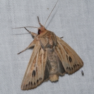 Hadenini (tribe) Sp.1. (MoV, Part 9) at WendyM's farm at Freshwater Ck. - 26 Apr 2023 12:03 AM